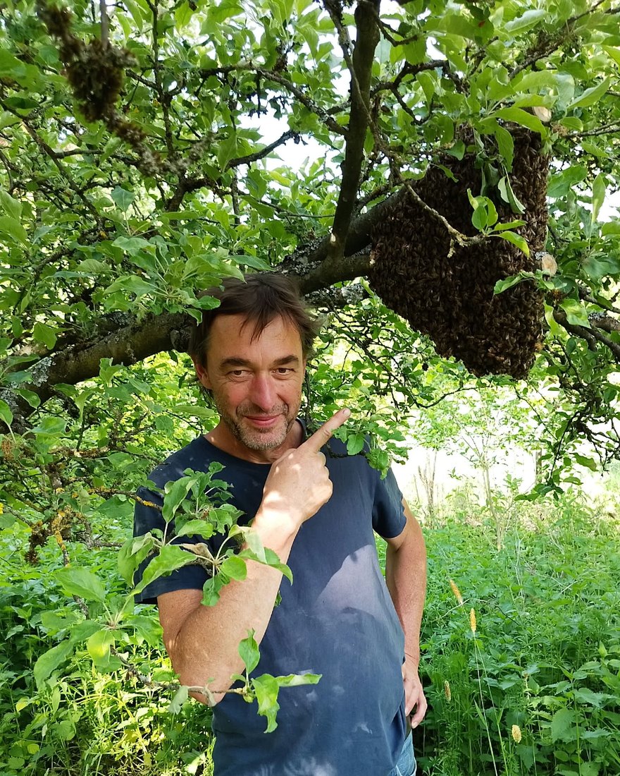 Michael Mutscher steht unter einem Apfelbaum und zeigt auf einen Bienenschwarm an einem Ast